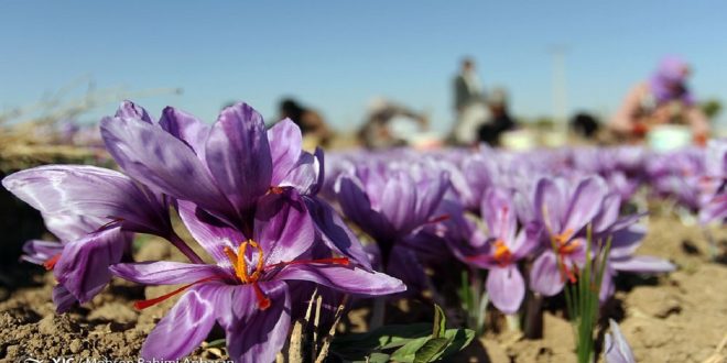 صادرات زعفران به ۶۰ کشور انجام می‌شود