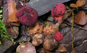 گشودن گره شگفت گیاه ژاپنی به لطف حشرات/معمای دیرینه حل شد/عکس_دانش دوست 6 گیاه ژاپنی