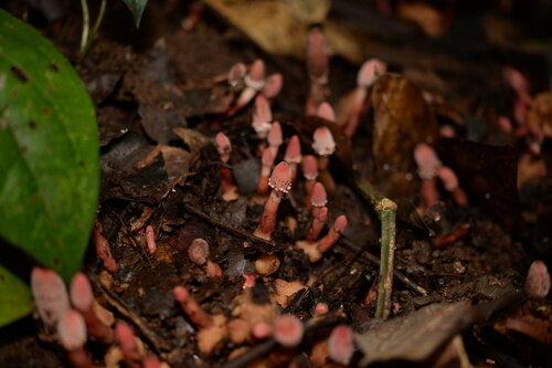 گشودن گره شگفت گیاه ژاپنی به لطف حشرات/معمای دیرینه حل شد/عکس_دانش دوست 7 گیاه ژاپنی