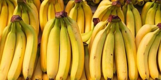 خروج سالانه ۸۰۰ میلیون دلار ارز از سرزمین با واردات موز_دانش دوست 1 خروج سالانه ۸۰۰ میلیون دلار ارز از کشور با واردات موز