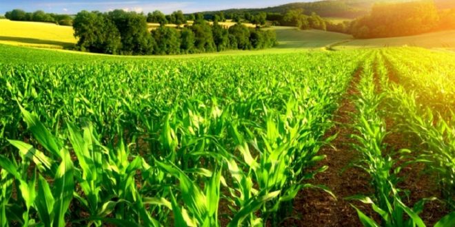 سهم ۸.۳ درصدی بخش کشاورزی از تولید ناخالص داخلی