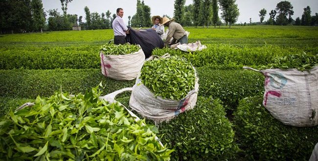 قیمت چای ۹۶ درصد افزایش یافت_دانش دوست 1 قیمت چای ۹۶ درصد افزایش یافت