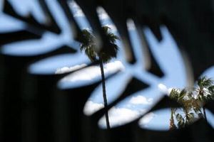 از نگاه منتقدان کن فیلم پناهی دوم شد!