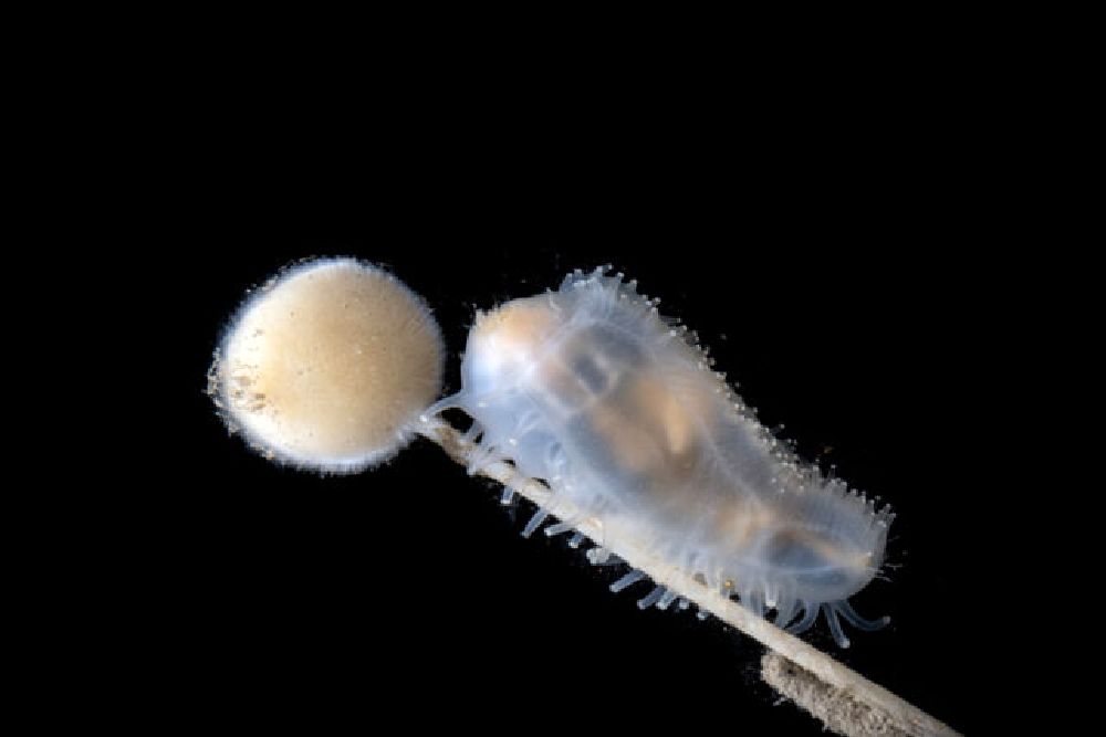 سرزمین عجایب اعماق دریا کشف شد