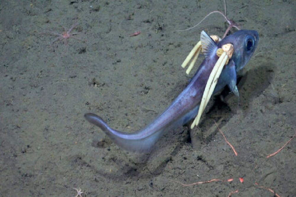 سرزمین عجایب اعماق دریا کشف شد