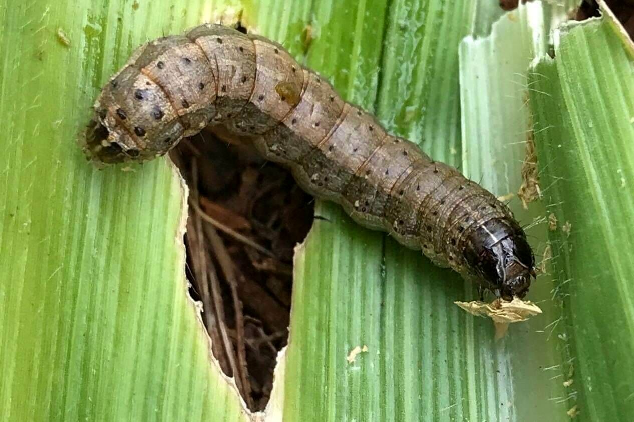 گیاهان وقتی تشنه‌اند، صدا تولید می‌کنند