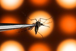 ارتشی از پشه‌ها به جنگ ویروس دِنگی می‌روند!