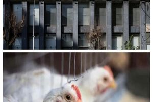 وزیر نفت و بحران مرغ ۲۰۰ هزارتومانی؛به جای ارز وعده تحویل می دهند