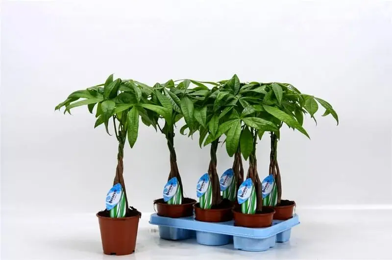 بهترین گیاهان آپارتمانی از نظر فنگ شویی_دانش دوست 16 گیاهان آپارتمانی