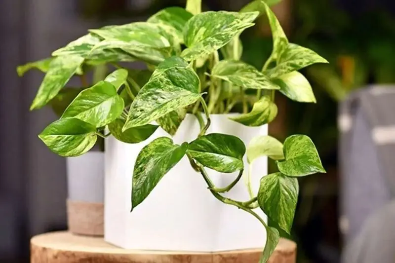 بهترین گیاهان آپارتمانی از نظر فنگ شویی_دانش دوست 17 گیاهان آپارتمانی