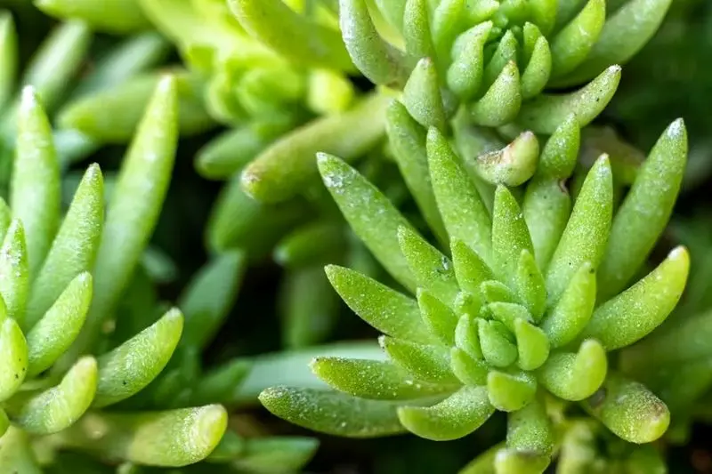 بهترین گیاهان آپارتمانی از نظر فنگ شویی_دانش دوست 18 گیاهان آپارتمانی