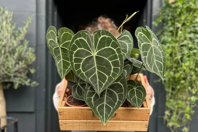 بهترین گیاهان آپارتمانی از نظر فنگ شویی_دانش دوست 22 برگ مخملی