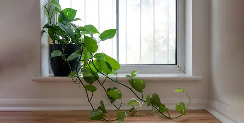 بهترین گیاهان آپارتمانی از نظر فنگ شویی_دانش دوست 19 گیاهان آپارتمانی