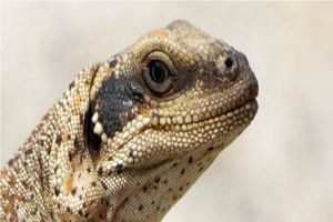 مارمولک‌هایی که برای زنده ماندن باید نمک عطسه کنند!